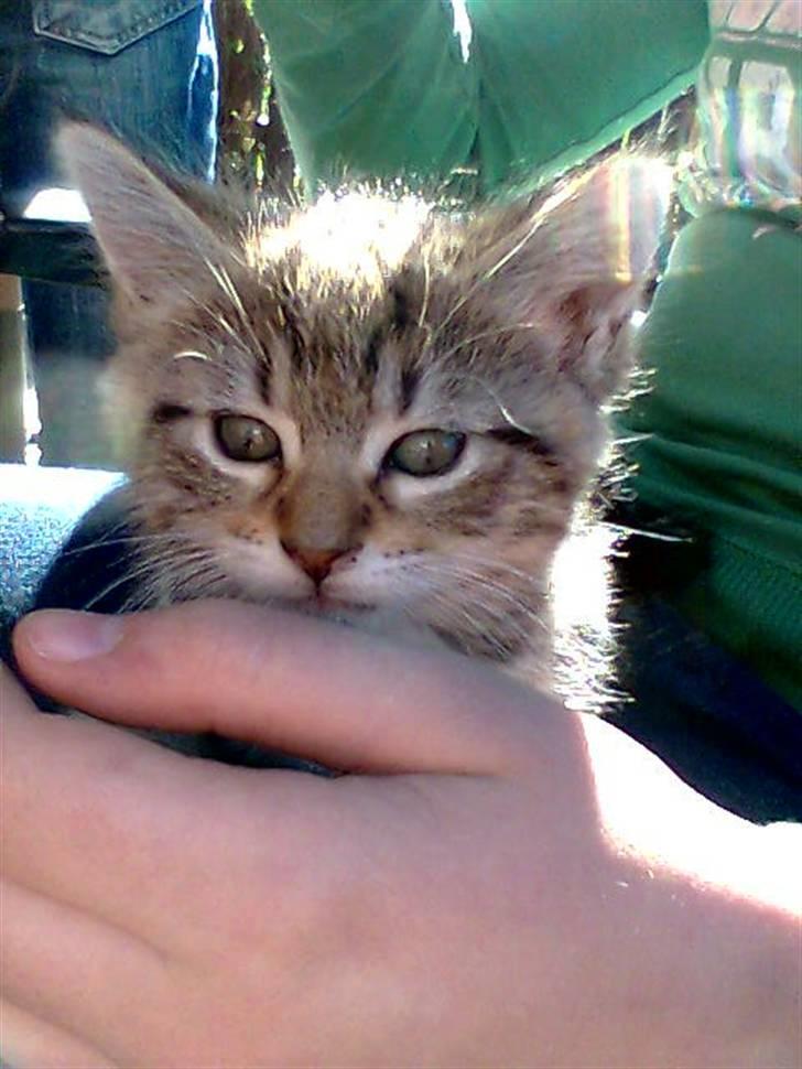 Blanding af racer Rudolf billede 16