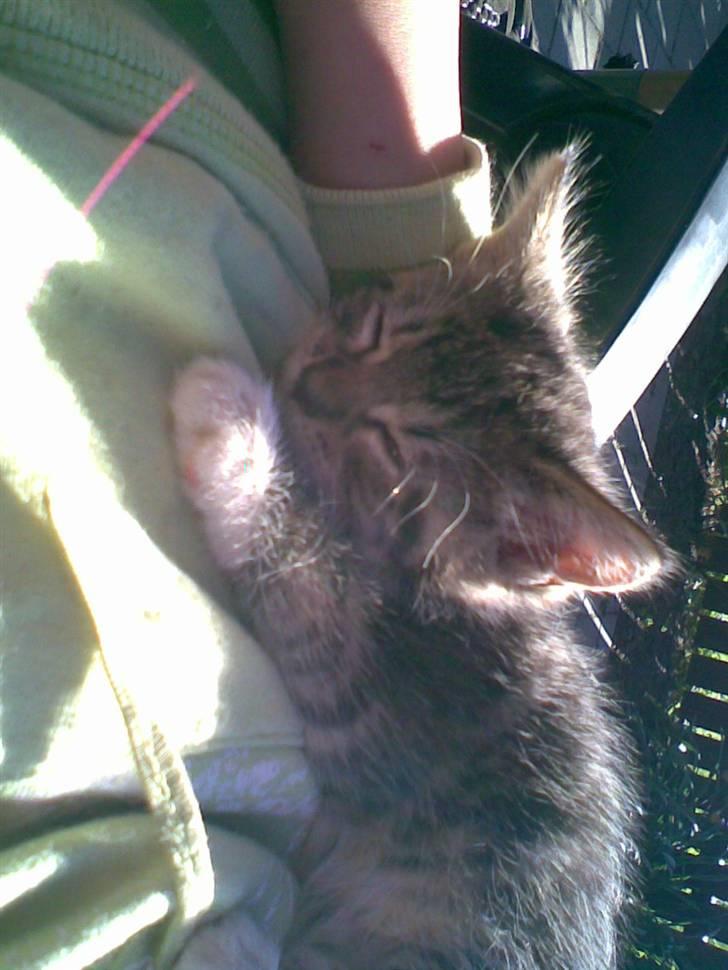 Blanding af racer Cookie - mini cookie :D billede 16