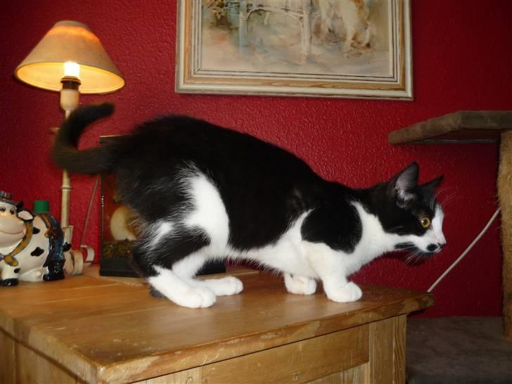 Huskat Minnie billede 9