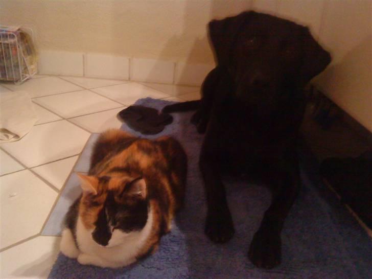 Huskat Muffin - R.I.P - Himmel kat  - Muffin og Gonzo billede 1