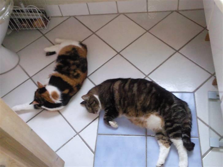 Huskat Muffin - R.I.P - Himmel kat  - Zzzzzzzzzz Muffin og Cookie billede 2