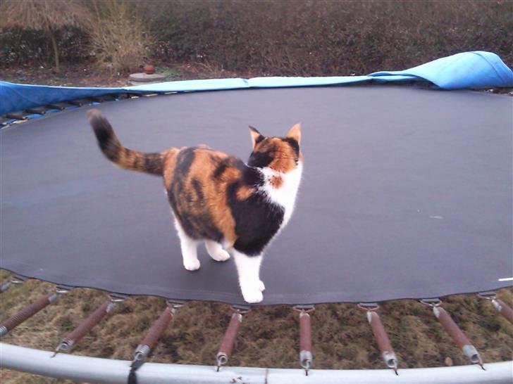 Huskat Muffin - R.I.P - Himmel kat  - Hop Hop billede 3