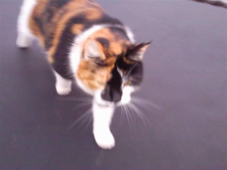 Huskat Muffin - R.I.P - Himmel kat  - Muffin på trampolinen billede 4