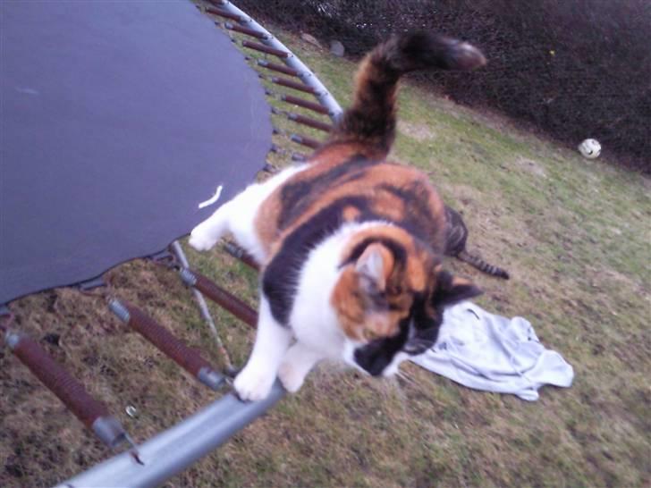 Huskat Muffin - R.I.P - Himmel kat  - Muffin på trampolinen billede 5