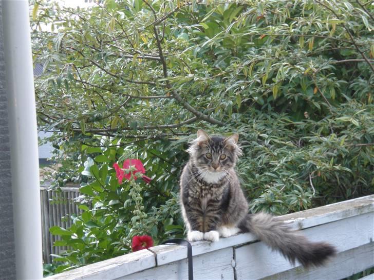 Blanding af racer Mis Mis - Elsker tasker billede 1