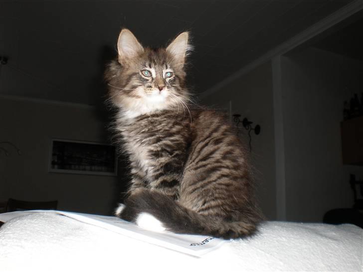 Blanding af racer Mis Mis billede 2