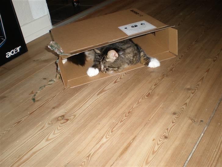 Blanding af racer Mis Mis billede 3