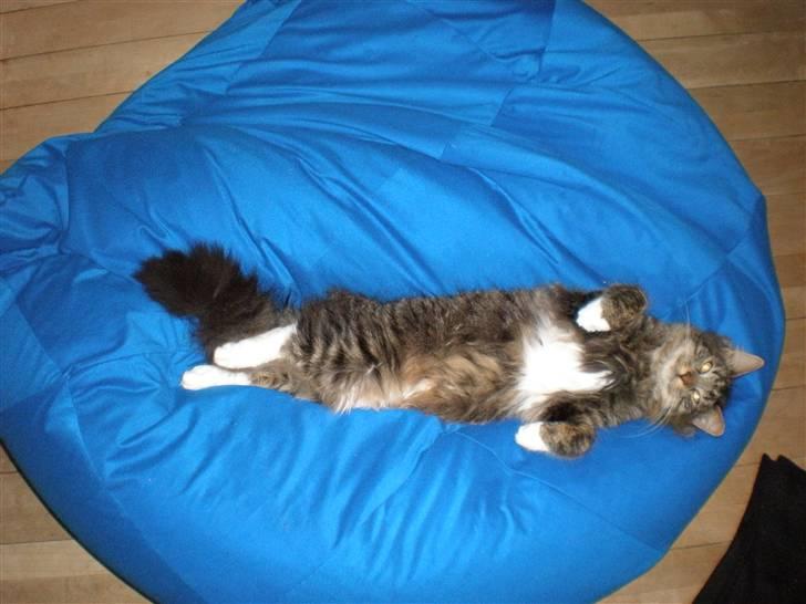 Blanding af racer Mis Mis - sækkestolen er bare afslappende at ligge i (-: billede 4