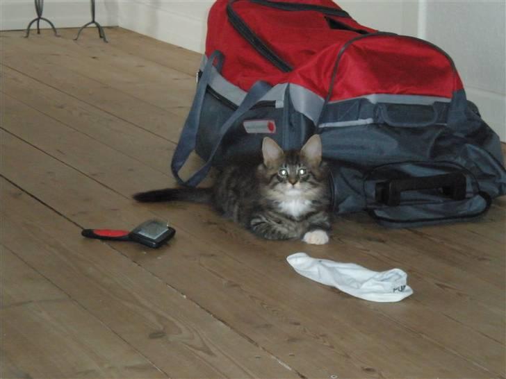 Blanding af racer Mis Mis billede 5