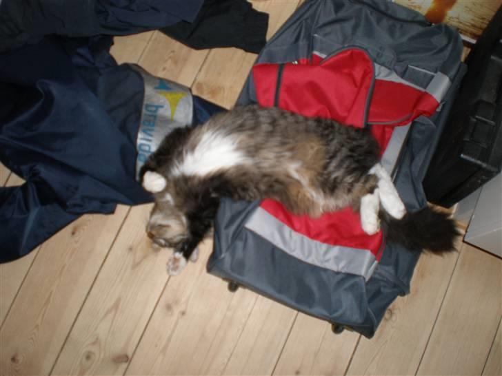 Blanding af racer Mis Mis billede 6