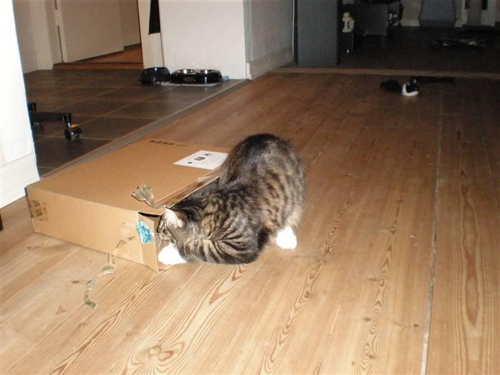 Blanding af racer Mis Mis billede 8