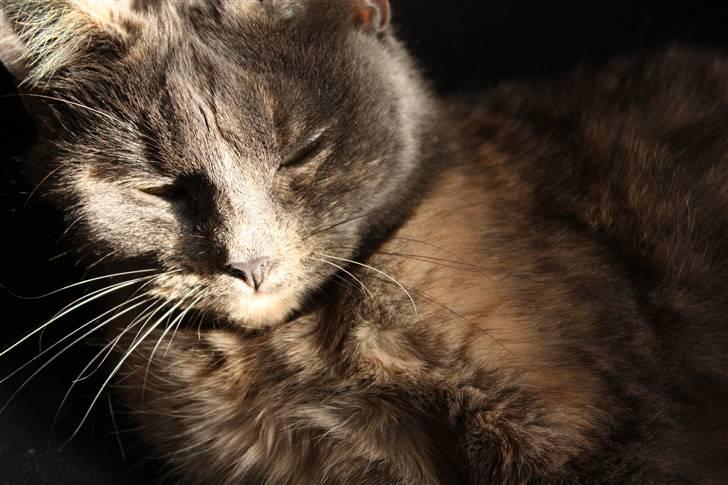 Huskat Leloo billede 6