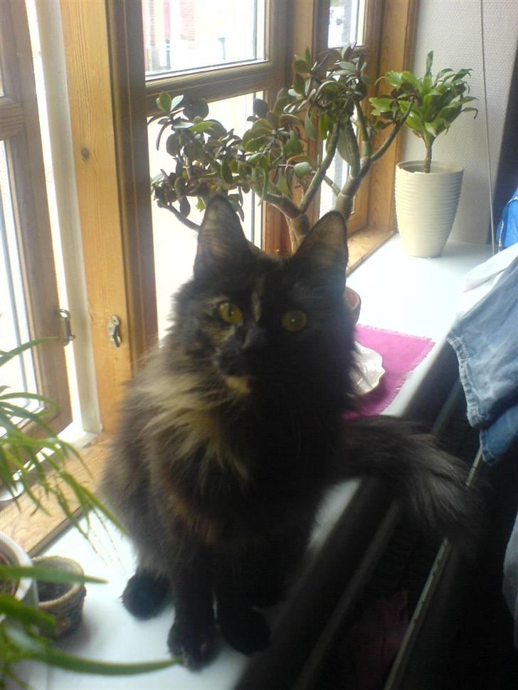 Norsk Skovkat Artemis billede 2