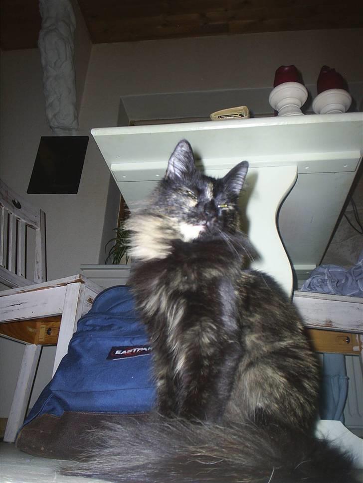 Norsk Skovkat Artemis billede 4