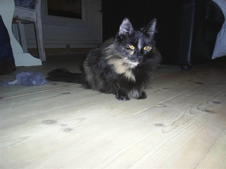 Norsk Skovkat Artemis - The evil look billede 5