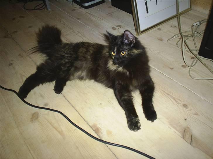 Norsk Skovkat Artemis billede 6