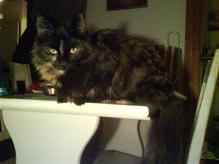 Norsk Skovkat Artemis billede 7