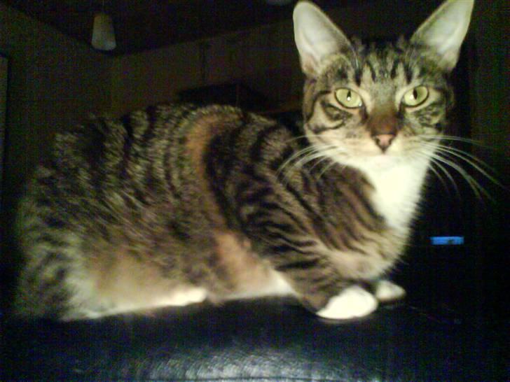 Blanding af racer Basse billede 1