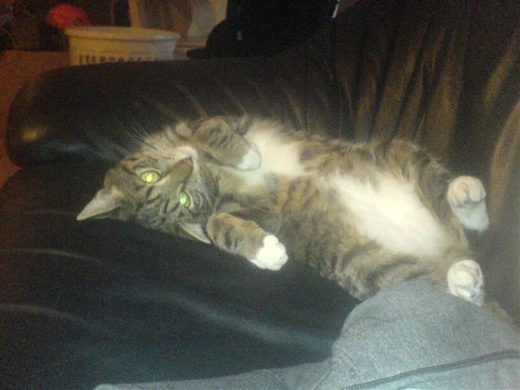 Blanding af racer Basse billede 2