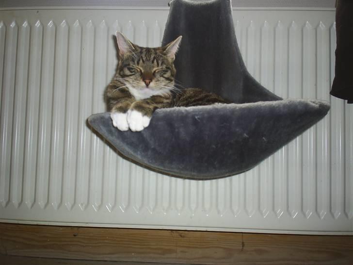 Blanding af racer Basse billede 3