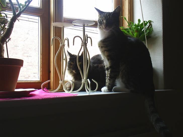 Blanding af racer Basse billede 4