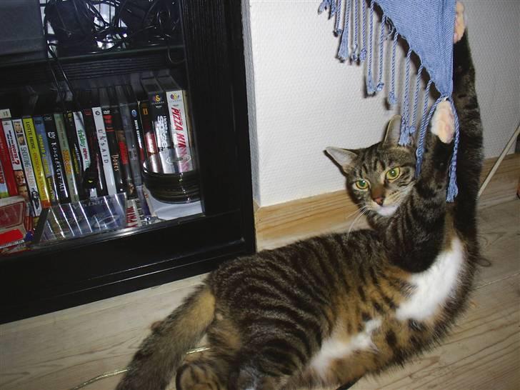 Blanding af racer Basse billede 5