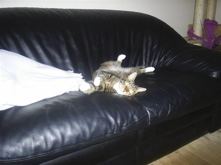 Blanding af racer Basse billede 6