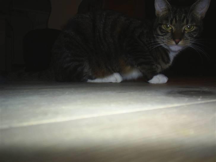 Blanding af racer Basse billede 7