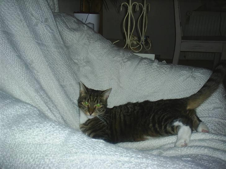 Blanding af racer Basse billede 8