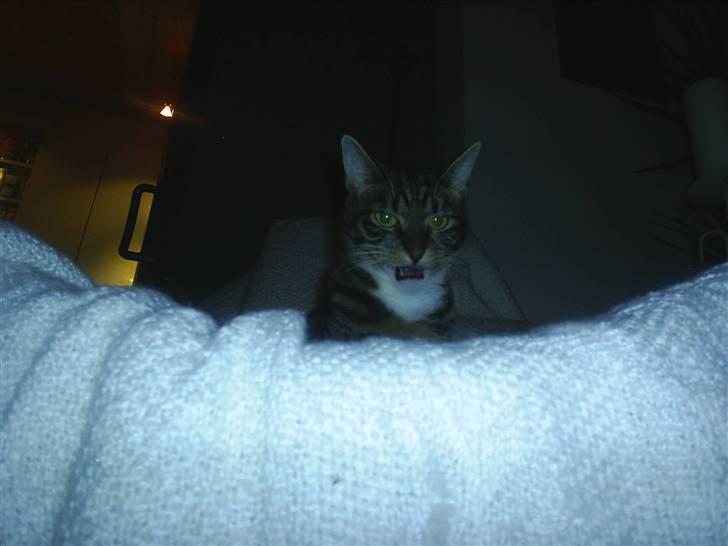 Blanding af racer Basse billede 9