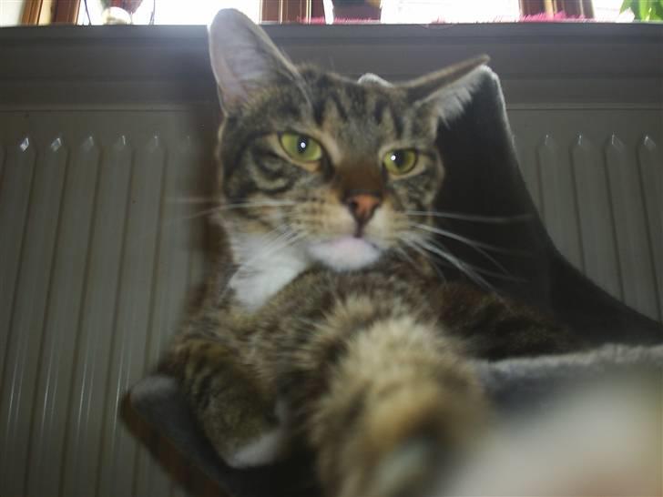 Blanding af racer Basse billede 10