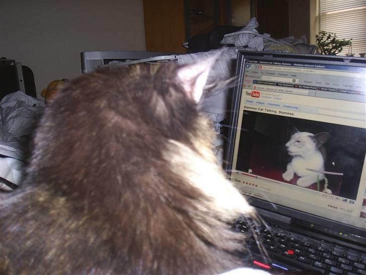 Norsk Skovkat Artemis billede 8