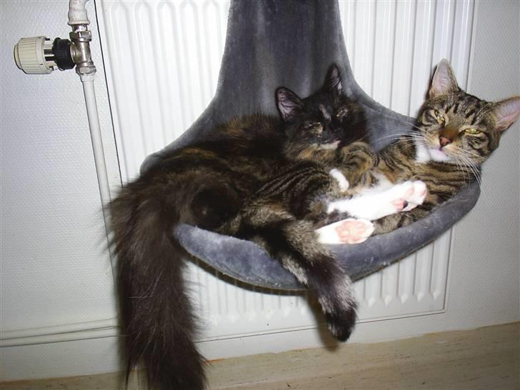 Norsk Skovkat Artemis billede 9