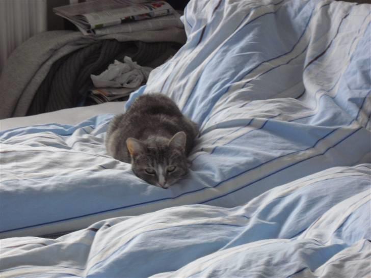 Huskat Chili billede 13