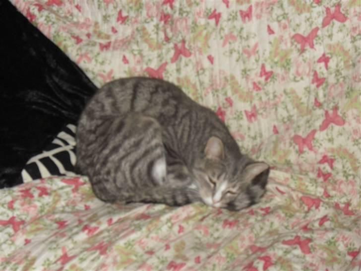 Huskat Chili billede 14