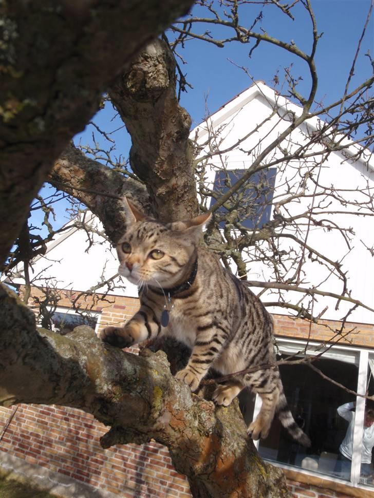 Blanding af racer Isis billede 17