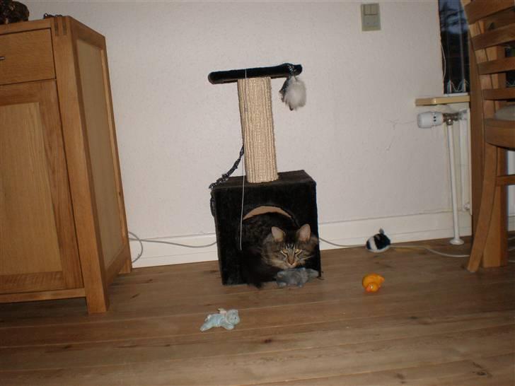 Blanding af racer Mis Mis billede 9