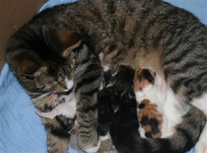 Huskat Sisse billede 1