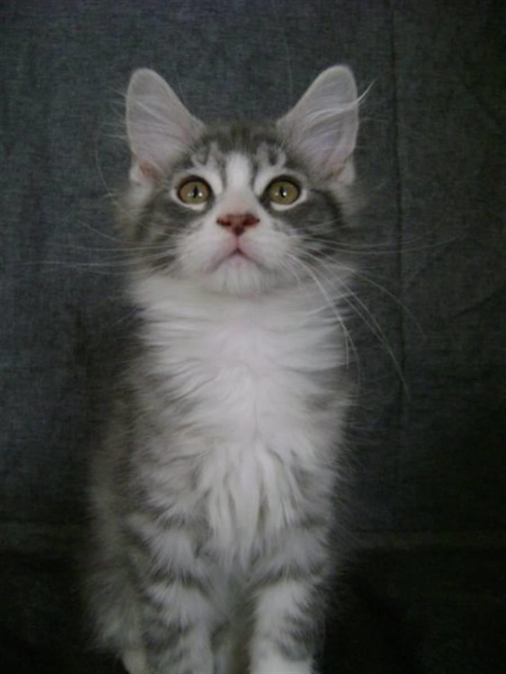 Maine Coon Misty billede 1
