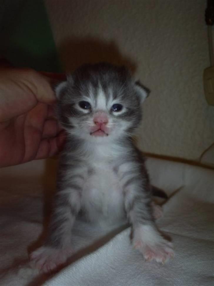 Maine Coon Misty - Jeg er ikke så gammel her billede 2