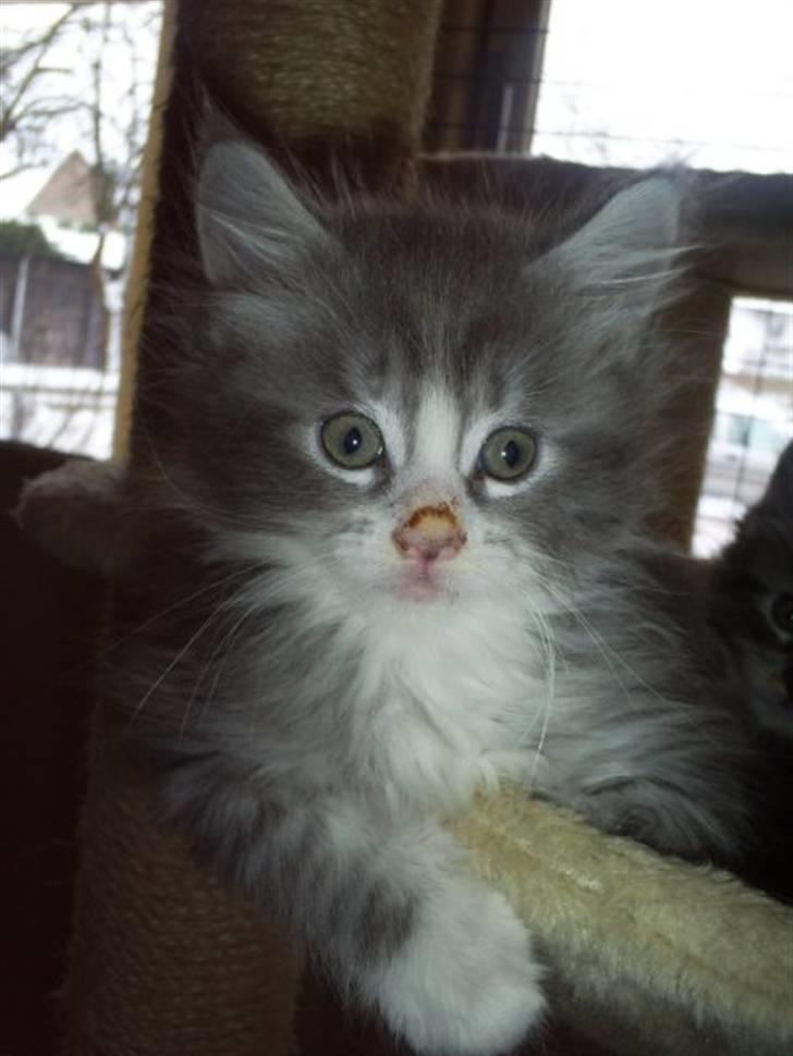 Maine Coon Misty billede 3