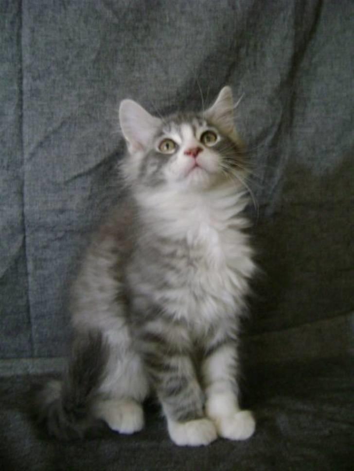 Maine Coon Misty billede 4