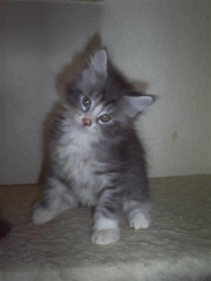 Maine Coon Misty billede 5