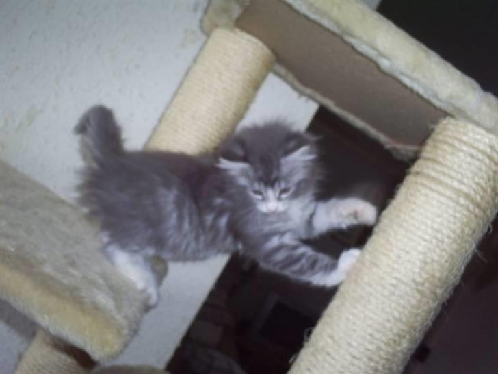 Maine Coon Misty billede 7