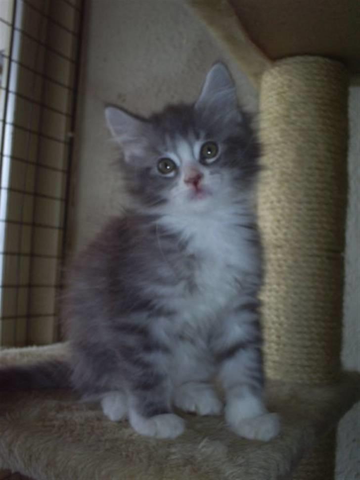 Maine Coon Misty billede 8