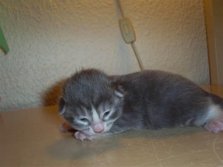 Maine Coon Misty billede 9