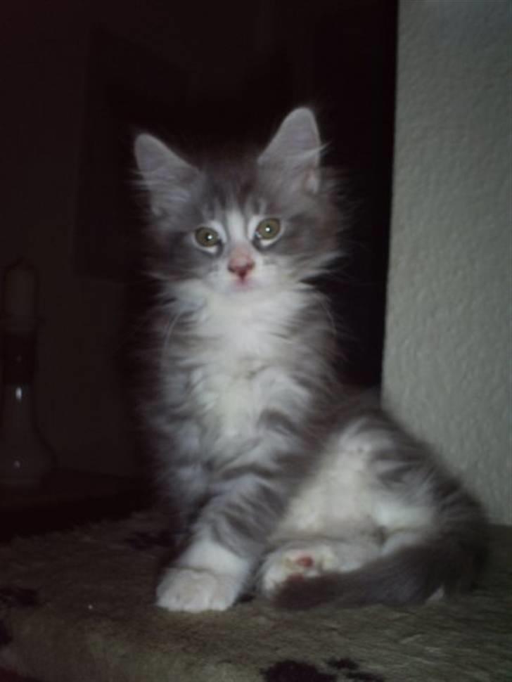 Maine Coon Misty billede 10