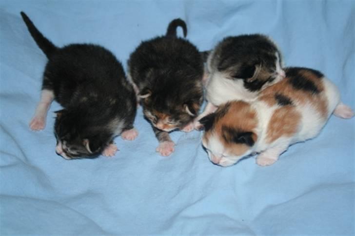 Huskat Sisse billede 2