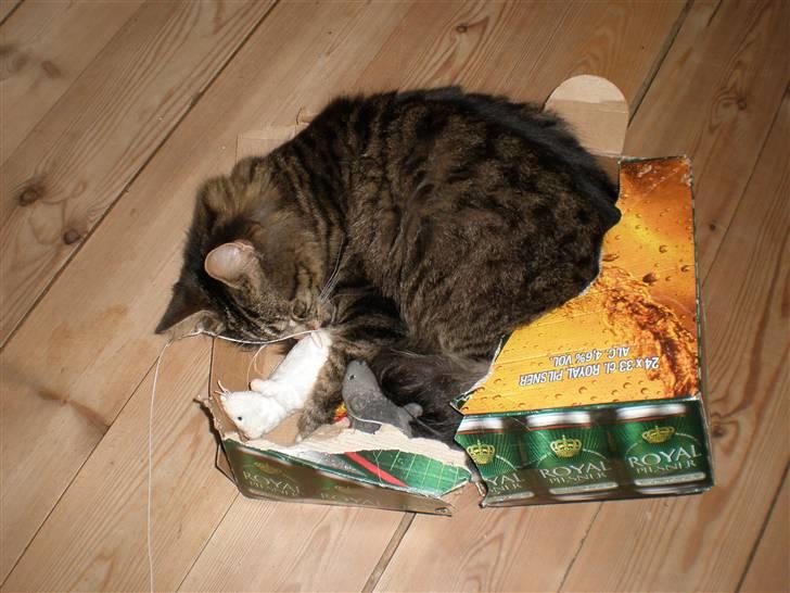 Blanding af racer Mis Mis billede 10