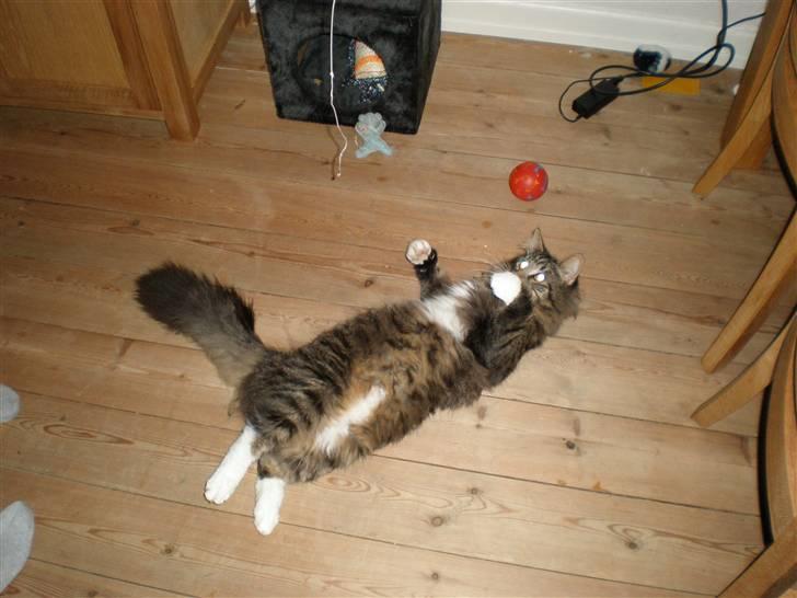 Blanding af racer Mis Mis billede 11